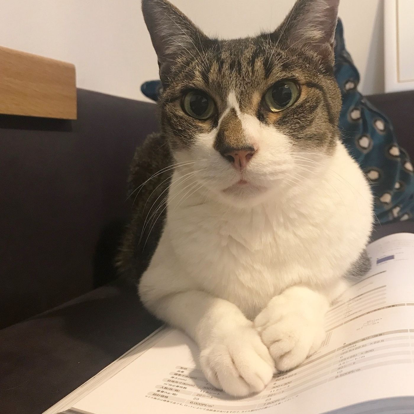 体験談 リアル ねこじゃらし をあげたら大変なことに 猫に草 あげていいの ねこのきもちweb Magazine